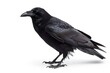 © Thodsaporn - Crow isolated on a white background