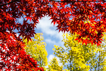 Poster - Eikando Temple (Eikan-do) in Kyoto Japan