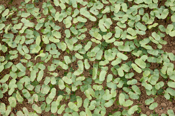 Wall Mural - Cultivated cotton seedlings in farmland