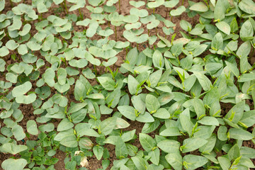 Bean seedlings in cultivation in farmland