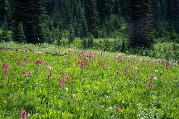 Bright pink flowers of magenta paintbrush blooming in a subalpine wildflower meadow with conifer trees in the background, Paradise area in Mount Rainier National Park, outdoor recreation in nature on 