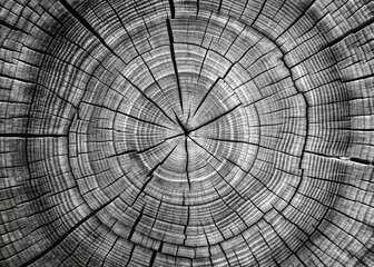 Wall Mural - Weathered gray tree stump close-up in black and white, highlighting intricate age rings and natural grain patterns, evoking a sense of aged organic beauty.