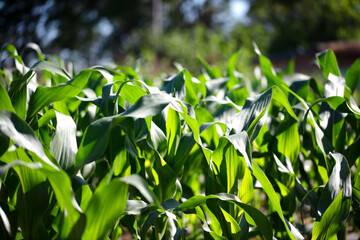 Close-up of green corn seedlings growing vigorously