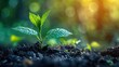 © Tuong - Morning Glow: Young Plant Embracing New Beginnings for Agriculture and Eco Living