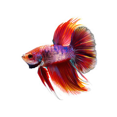 A Colorful Siamese Fighting Fish Isolated