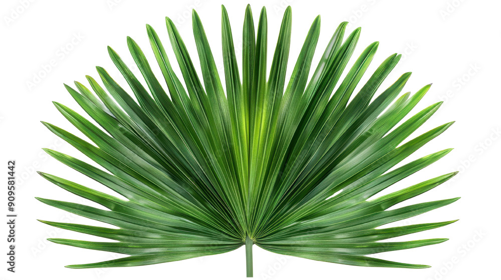 Tropical palm leaf PNG isolated on transparent background, summer ...