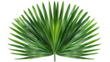 Tropical palm leaf PNG isolated on transparent background, summer design element.