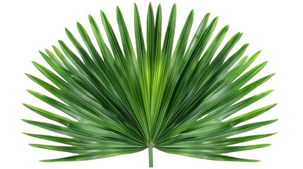 Tropical palm leaf PNG isolated on transparent background, summer design element.