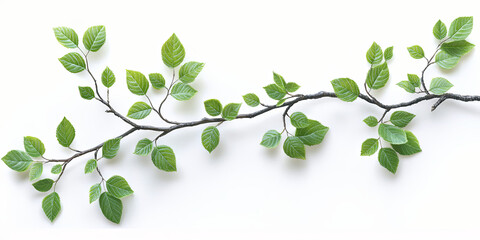 Wall Mural - A branch with green leaves on white background, generative AI