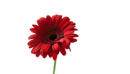 red gerber daisy isolated on white