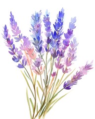 Wall Mural - A beautiful watercolor illustration of a bouquet of lavender flowers in various shades of purple and pink, perfect for floral-themed projects and designs. 