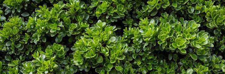 Buxus Sempervirens green leaves wall top view. Boxwood bush texture. Green natural background. Horizontal banner