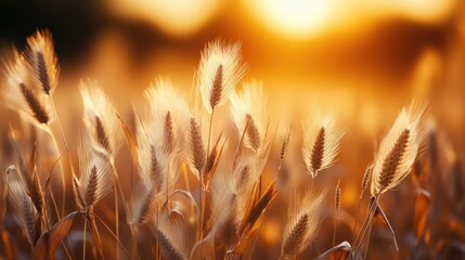 Wall Mural - golden wheat field