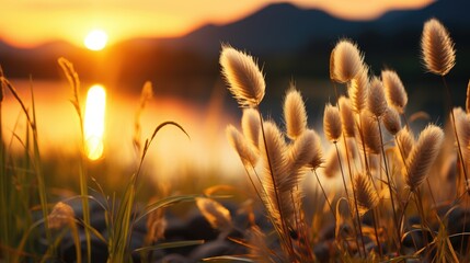 Wall Mural - sunset in the field