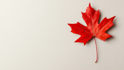 Sticker - Closeup of a single red maple leaf on a plain, textured background creating a simple, elegant look 