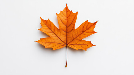 Sticker - Closeup of a single, vibrant orange maple leaf on a white background with subtle shadowing 