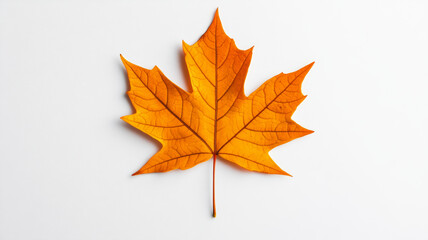 Sticker - Closeup of a single, vibrant orange maple leaf on a white background with subtle shadowing 