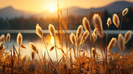 Wall Mural - a field of grass with the sun behind it