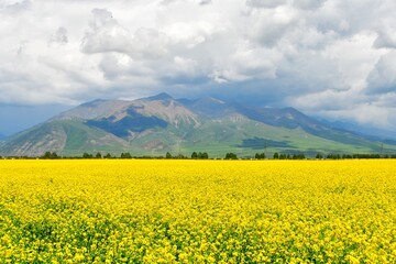 Photo of rapeseed fields in a valley in the Qilian Mountains, Qinghai Province, China