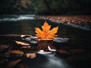 Poster - Maple leaf on a dark autumn water in the river