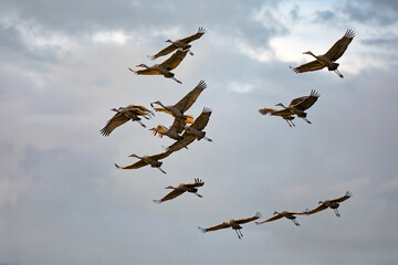 Canvas Print - Flock of sandhill cranes fly away in the morning for food