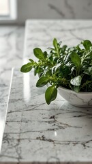 Canvas Print - arugula on luxurious white marble table countertop in kitchen background ad concept copy space