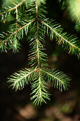 Wall Mural - Close up of twig of needles of green fir tree in forest