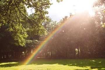 Canvas Print - sun rays through the trees