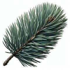 Canvas Print - Pine Needle Long and narrow pine needles taper gradually toward