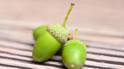 Poster - oak acorns