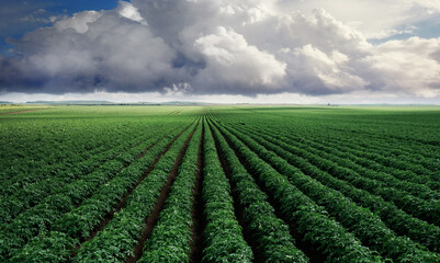 Wall Mural - Landscape of expansive green field under dramatic cloudy skies