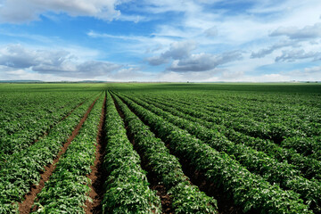 Wall Mural - Expansive green farmland under a bright blue sky with clouds