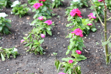 A close-up view of a field of pink and white flowers growing directly in the dirt.