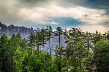 Wall Mural - Tree's in mountain ⛰️ 