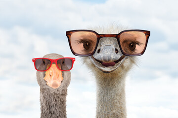 Wall Mural - Portrait of an funny ostrich and a goose in sunglasses against the sky