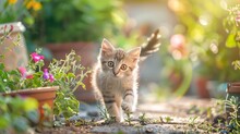 Kittens In The Garden Free Stock Photo - Public Domain Pictures
