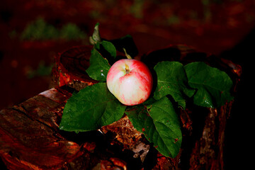 Apples on a tree branch. Still life in an apple orchard.Green branches .Close-up.Macro.Postcard.The concept of food.For advertising.
