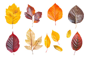 Set of vibrant autumn leaves cutout isolated element for autumn fall october season decoration