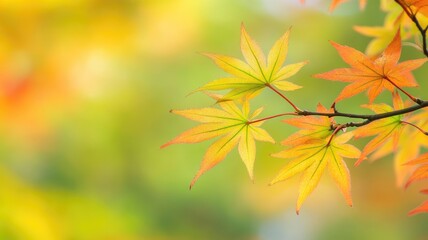 Wall Mural - Vibrant autumn leaves on maple tree branch in serene forest