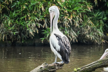 pelican on a rock