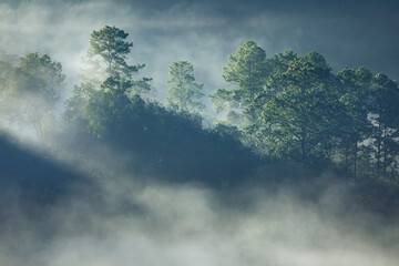 Morning sunlight touches flowing fog over the tropical rainforest.