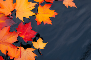 Autumn maple leaves floating on dark water surface. Fall season and nature concept. Image for poster, banner with copy space.