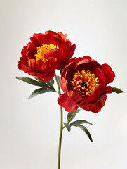 Camellia flower close-up