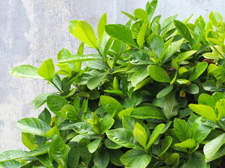 Wall Mural - Background Gardenia jasmine plant or light green leaves of Gardenia augusta (L.) Merr. Popularly planted house decoration and garden decoration. Cape jasmine has bright green leaves and flower buds
