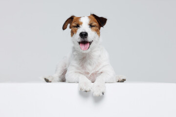 Wall Mural - Portrait happy puppy of Jack Russell Terrier on gray background. Free space for text. Wide angle horizontal wallpaper or web banner. 