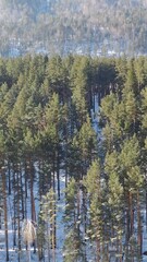 Fototapete - Vertical aerial video from lifting up drone of Altai mountains with pine taiga forest in winter season.