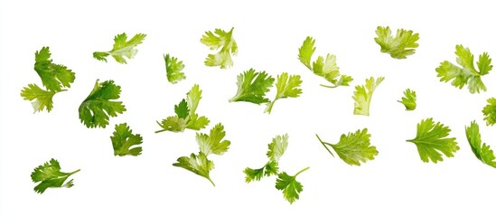 Canvas Print - Coriander Leaves Falling on White Background