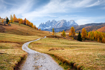 Wall Mural - Dirt road and orange larches forest in Valfreda valley in Italian Dolomite Alps. Snowy mountains peaks on background. Dolomites, Italy. Landscape photography