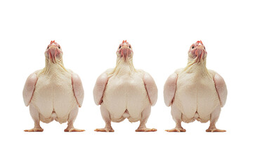 Wall Mural - Three roasted whole chickens isolated on white background. PNG image