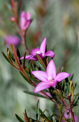 Wall Mural - Close up of pink star shaped flowers of the Australian native waxflower Crowea exalata, family Rutaceae. Evergreen shrub endemic to Victoria. Summer, autumn and winter flowering.